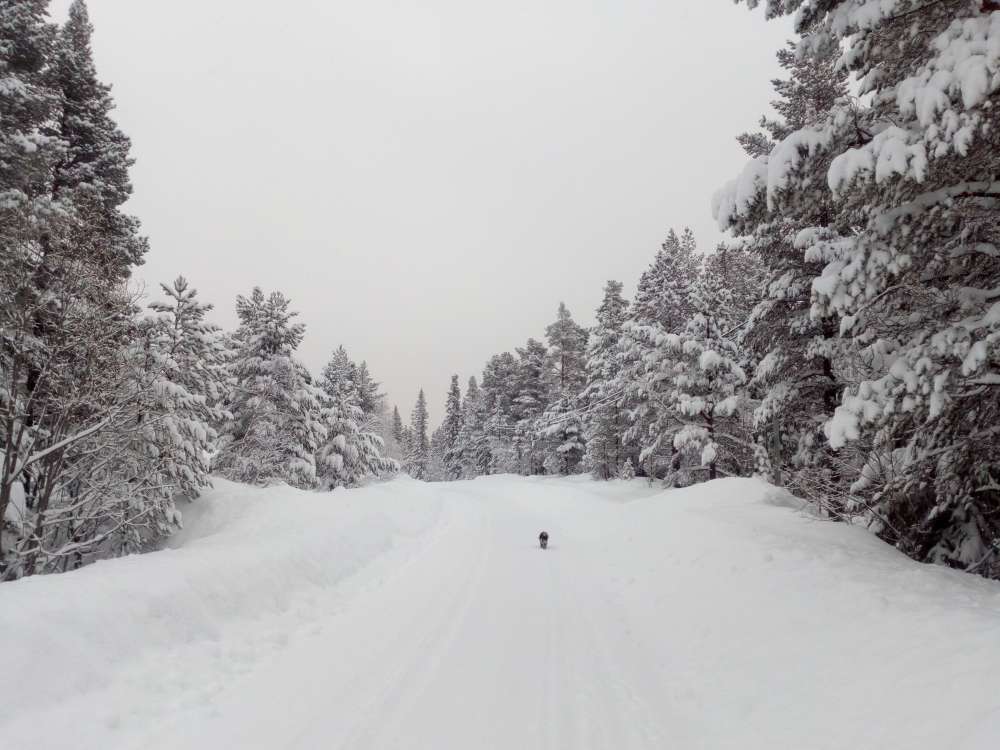 Snoigt-1.jpg