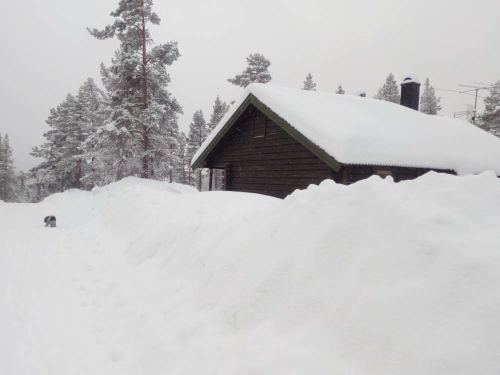 Snoigt-2.jpg